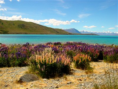Lupins are considered weeds in New Zealand