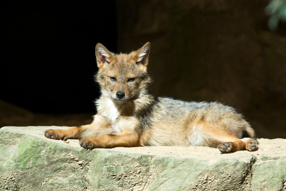 Zoo mammal predator