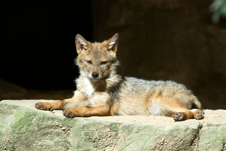 Zoo mammal predator