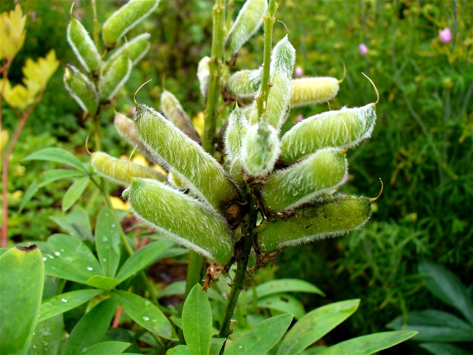 I am the originator of this photo. I hold the copyright. I release it to the public domain. This photo depicts a Lupinus plant.