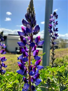 Large-leaved lupine (Lupinus polyphyllus) photo