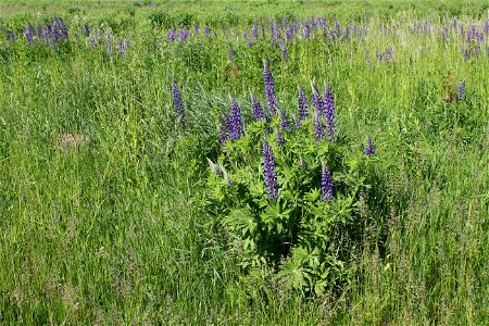 Large-leaved Lupine (Lupinus polyphyllus). Invasive species in wild in Ukraine.