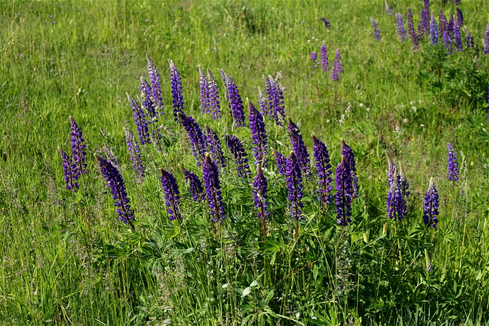 Large-leaved Lupine (Lupinus polyphyllus). Invasive species in wild in Ukraine.