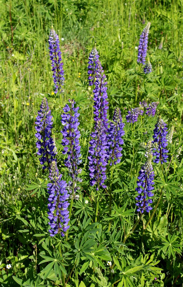 Large-leaved Lupine (Lupinus polyphyllus). Invasive species in wild in Ukraine.