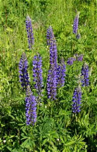 Large-leaved Lupine (Lupinus polyphyllus). Invasive species in wild in Ukraine.