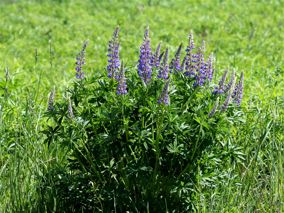 Large-leaved Lupine (Lupinus polyphyllus). Invasive species in wild in Ukraine.