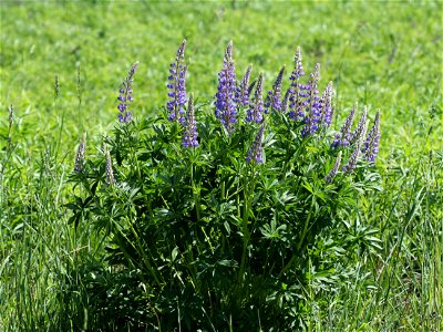 Large-leaved Lupine (Lupinus polyphyllus). Invasive species in wild in Ukraine. photo