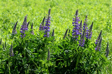 Large-leaved Lupine (Lupinus polyphyllus). Invasive species in wild in Ukraine.