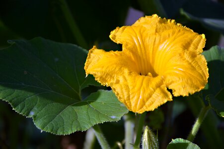 Bloom plant food