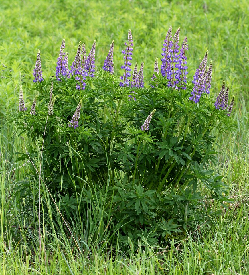 Large-leaved Lupine (Lupinus polyphyllus). Invasive species in wild in Ukraine.