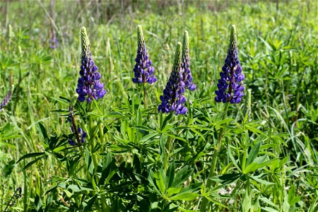 Large-leaved Lupine (Lupinus polyphyllus). Invasive species in wild in Ukraine.