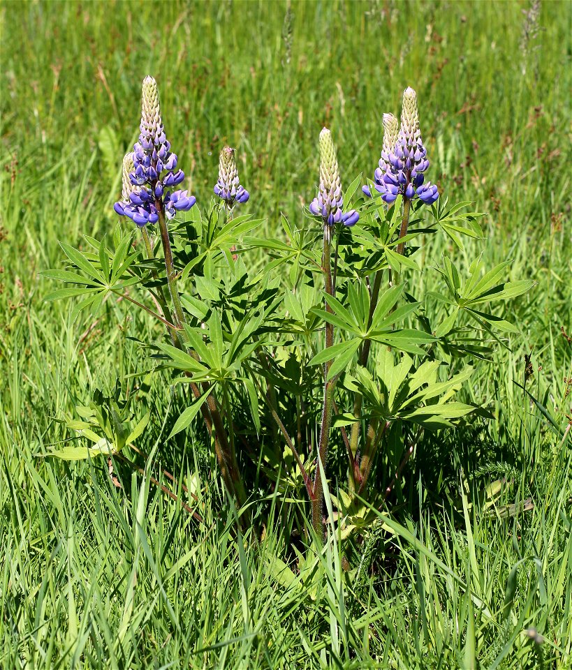 Large-leaved Lupine (Lupinus polyphyllus). Invasive species in wild in Ukraine.