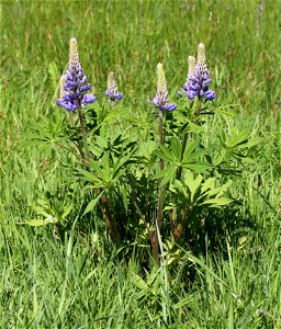 Large-leaved Lupine (Lupinus polyphyllus). Invasive species in wild in Ukraine.