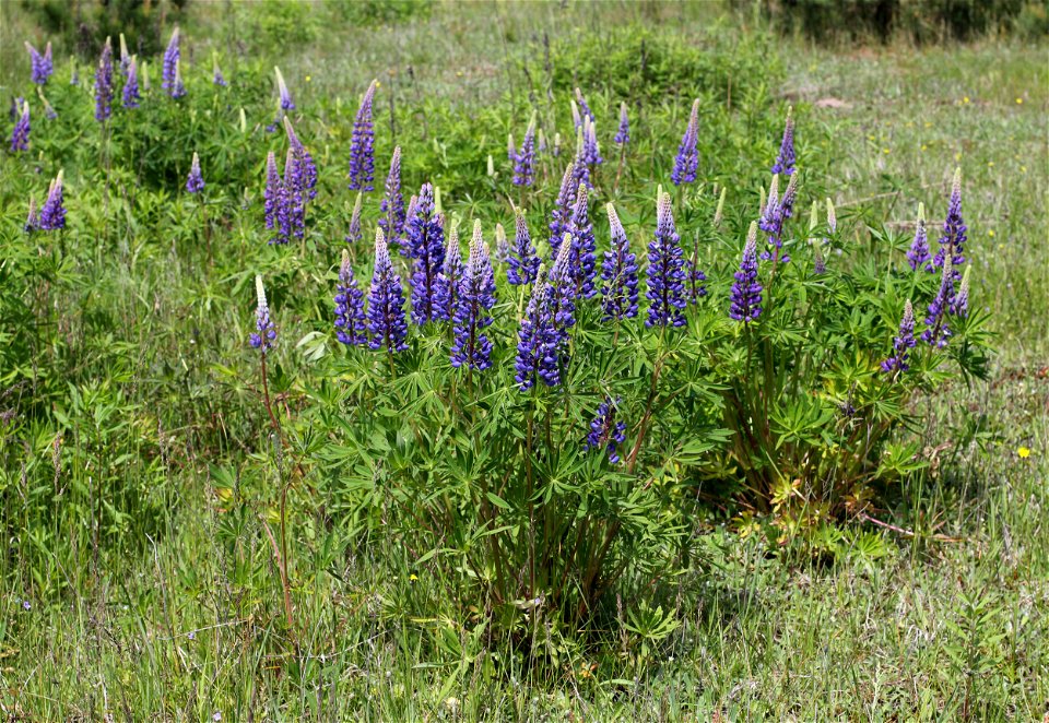 Large-leaved Lupine (Lupinus polyphyllus). Invasive species in wild in Ukraine.