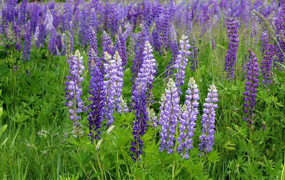 Large-leaved Lupine (Lupinus polyphyllus). Invasive species in wild in Ukraine.