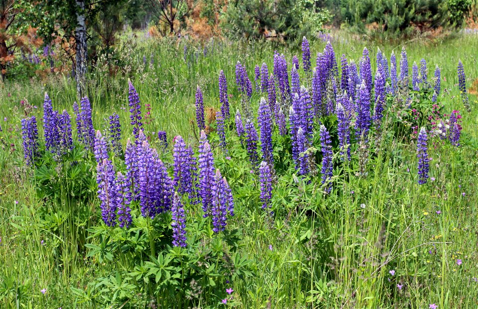 Large-leaved Lupine (Lupinus polyphyllus). Invasive species in wild in Ukraine.
