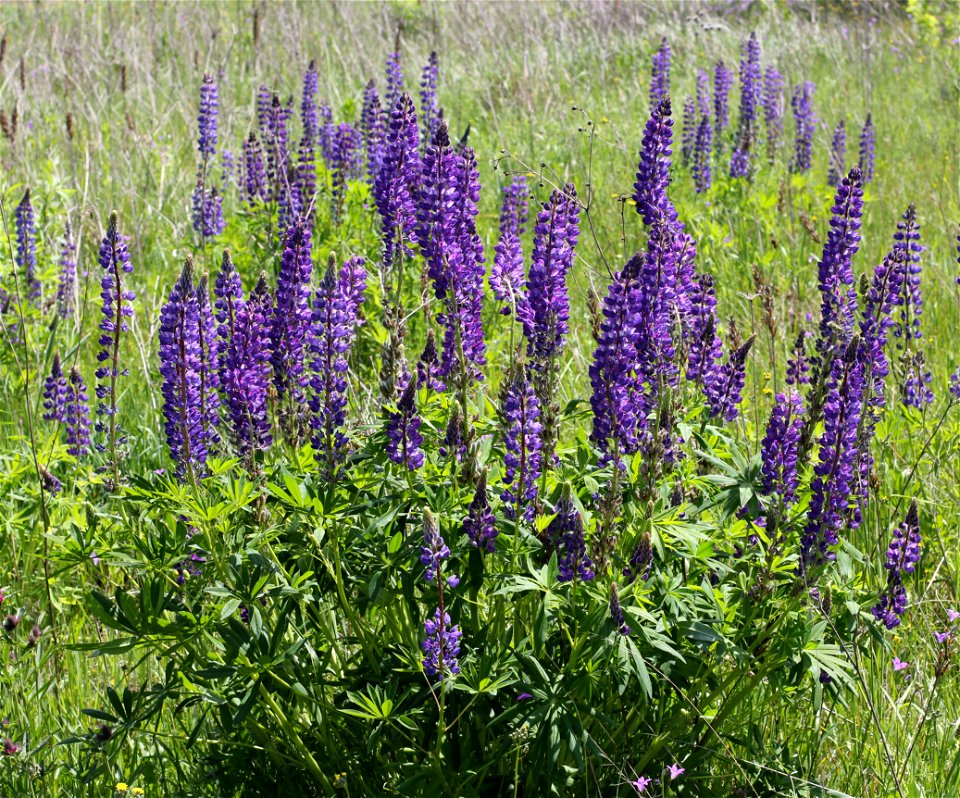 Large-leaved Lupine (Lupinus polyphyllus). Invasive species in wild in Ukraine.