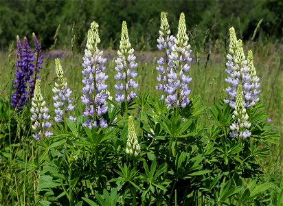 Large-leaved Lupine (Lupinus polyphyllus). Invasive species in wild in Ukraine. photo