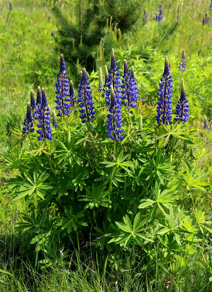 Large-leaved Lupine (Lupinus polyphyllus). Invasive species in wild in Ukraine.