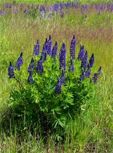 Large-leaved Lupine (Lupinus polyphyllus). Invasive species in wild in Ukraine.