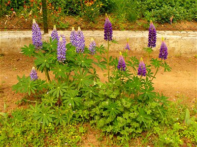 Lupinus polyphyllus photo