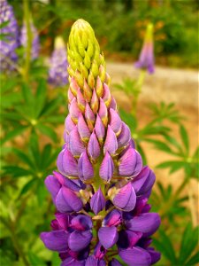 Lupinus polyphyllus photo