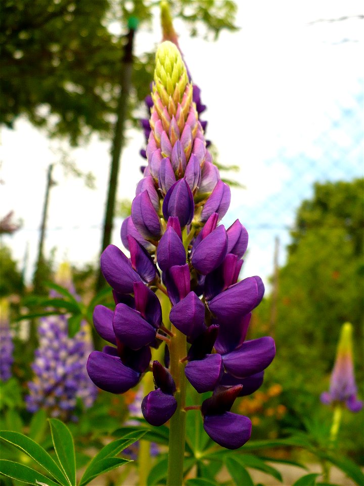 Lupinus polyphyllus