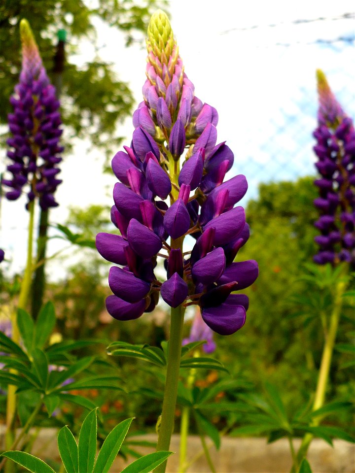 Lupinus polyphyllus