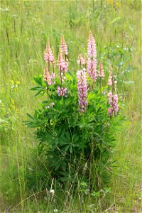 Pink lupins. photo