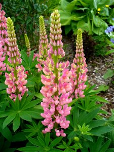 I am the originator of this photo. I hold the copyright. I release it to the public domain. This photo depicts a plant.