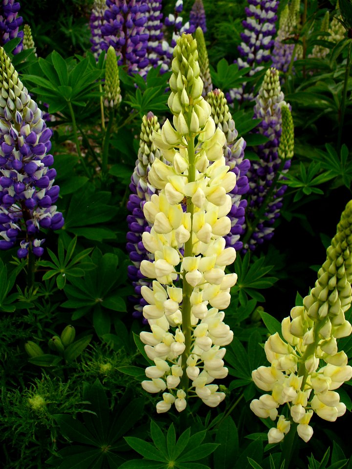 I am the originator of this photo. I hold the copyright. I release it to the public domain. This photo depicts a plant.