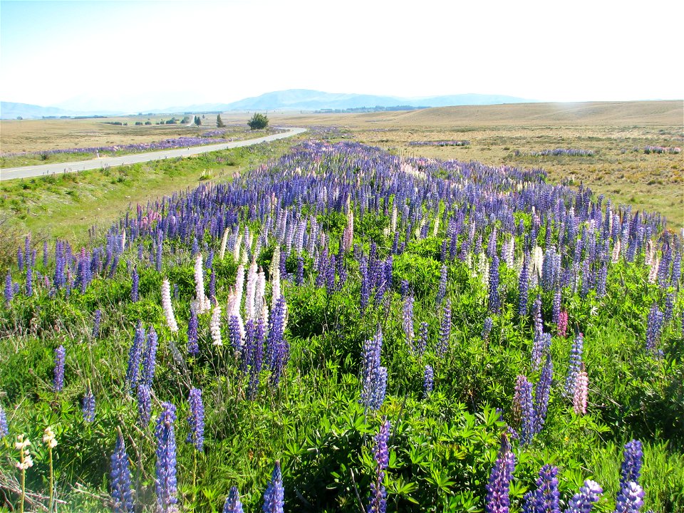 Lupinus polyphyllus, known as Russell lupin in New Zealand, alongside State Highway 8 in the Canterbury region.