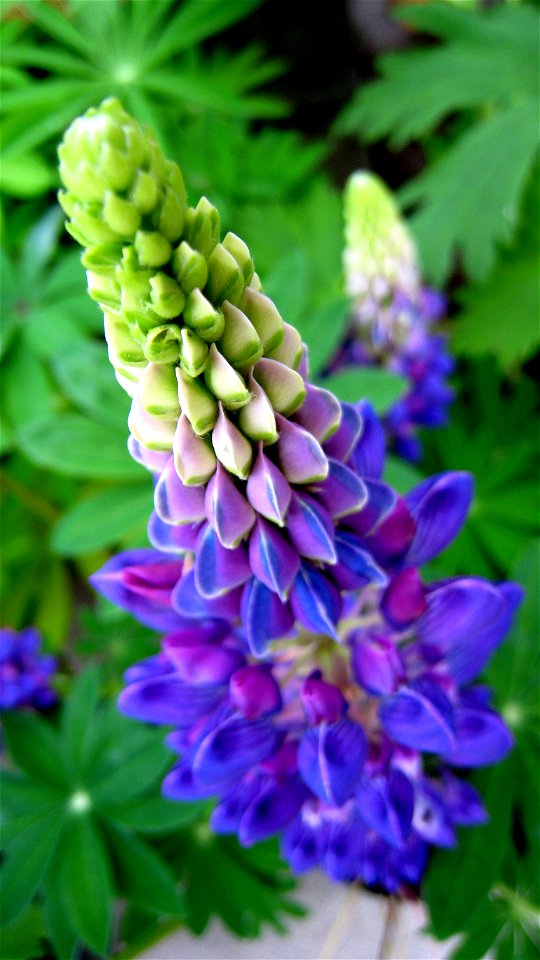 A young Lupinus polyphyllus cultivar from above