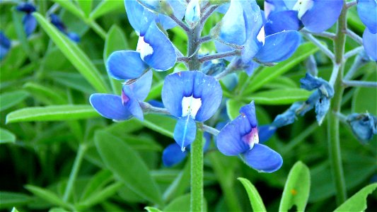 A very detailed close-up of Bluebonnets
