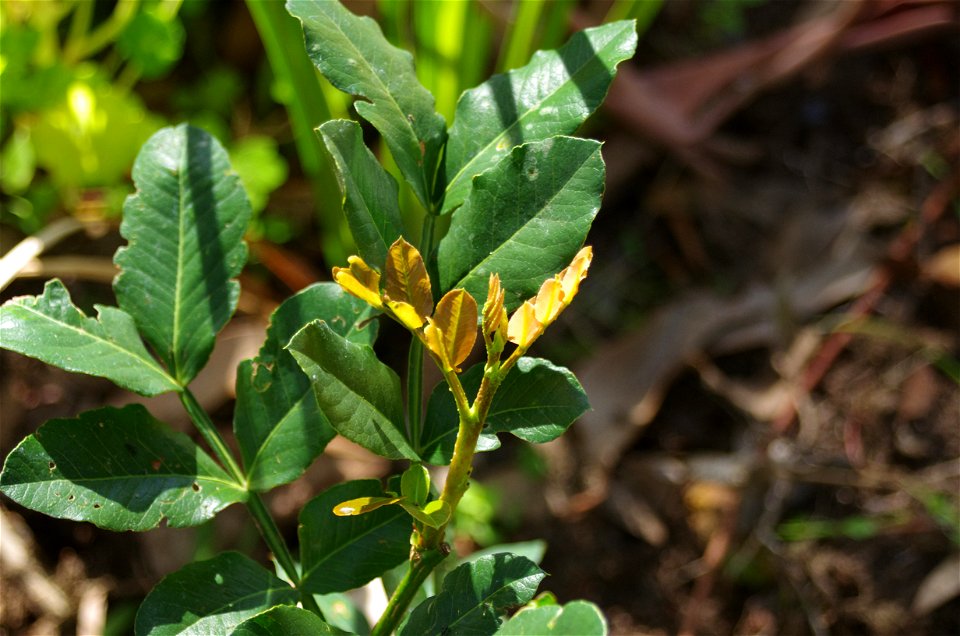 This Schotia brachypetala (Drunken Parrot Tree) was purchased online from Queensland and planted out at Mt Colah, Sydney, November 2012. First new growth appeared December 2012 after an application of