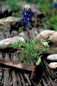 Image title: Lupinus texensis flower Image from Public domain images website, http://www.public-domain-image.com/full-image/flora-plants-public-domain-images-pictures/flowers-public-domain-images-pict photo