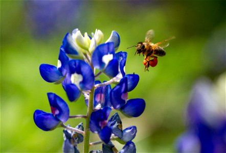Honey bee visits Texas bluebonnet, Austin, Texas, USA. photo