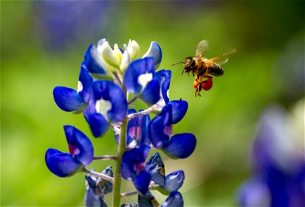Honey bee visits Texas bluebonnet, Austin, Texas, USA.