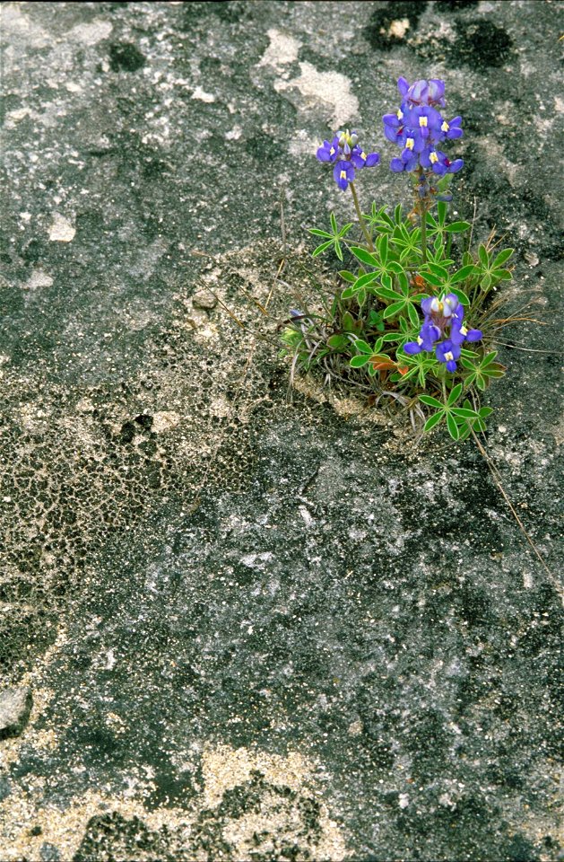 Image title: Lupinus texensis lupinus texensis plant with dark blue flowers
Image from Public domain images website, http://www.public-domain-image.com/full-image/flora-plants-public-domain-images-pic