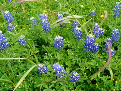 Texas Bluebonnet State Flower photo