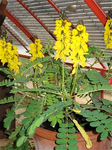 Cassia didymobotrya = Senna didymobotrya in a greenhouse of the bambouseraie de Prafrance, Gard, France.
