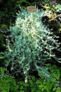 Botanical specimen in the Bergianska trädgården - Stockholm, Sweden.