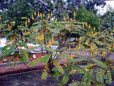 unidentified plant in Thailand