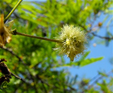 Acacia berlandieri. At Descanso Gardens in La Cañada Flintridge, Southern California. Identified by sign. photo