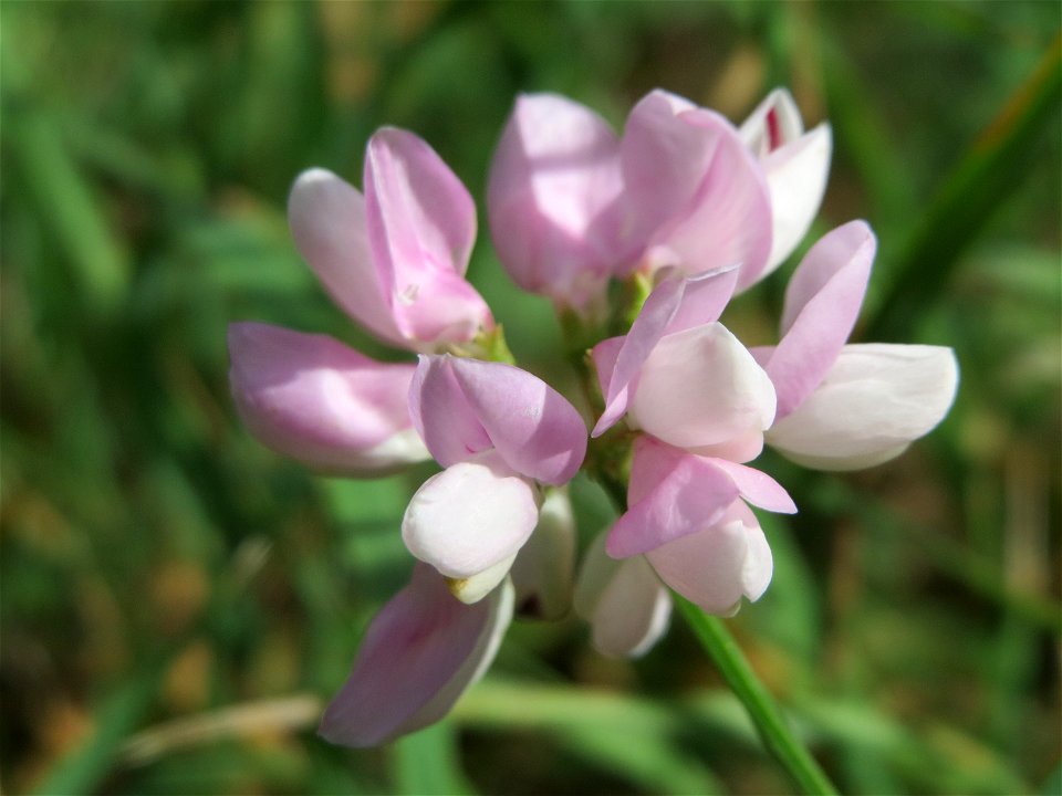 Bunte Kronwicke (Securigera varia) in Hockenheim