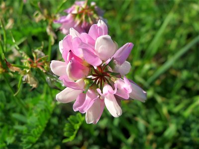Bunte Kronwicke (Securigera varia) in Hockenheim