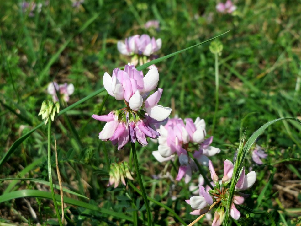 Bunte Kronwicke (Securigera varia) im Hockenheimer Rheinbogen