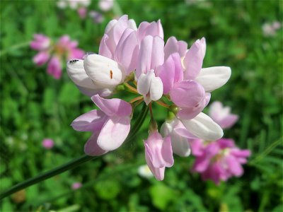 Bunte Kronwicke (Securigera varia) im Neuenheimer Feld in Heidelberg
