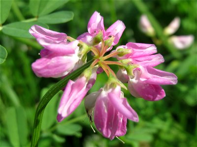 Bunte Kronwicke (Securigera varia) im Neuenheimer Feld in Heidelberg