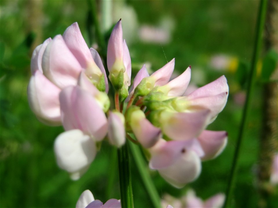 Bunte Kronwicke (Securigera varia) im Neuenheimer Feld in Heidelberg
